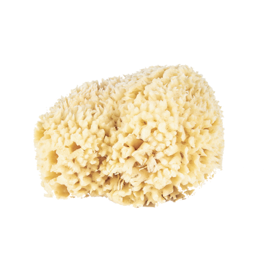 Large Wool Sponge