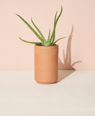 Terracotta Kit - Aloe